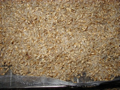 roasted barley
